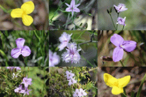 Rare flowers