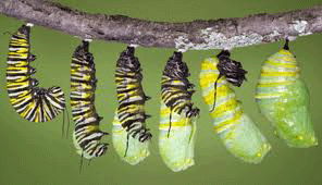 Butterfly Pupa
