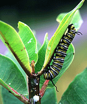 Butterfly Larva