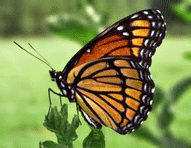 Butterfly Adult